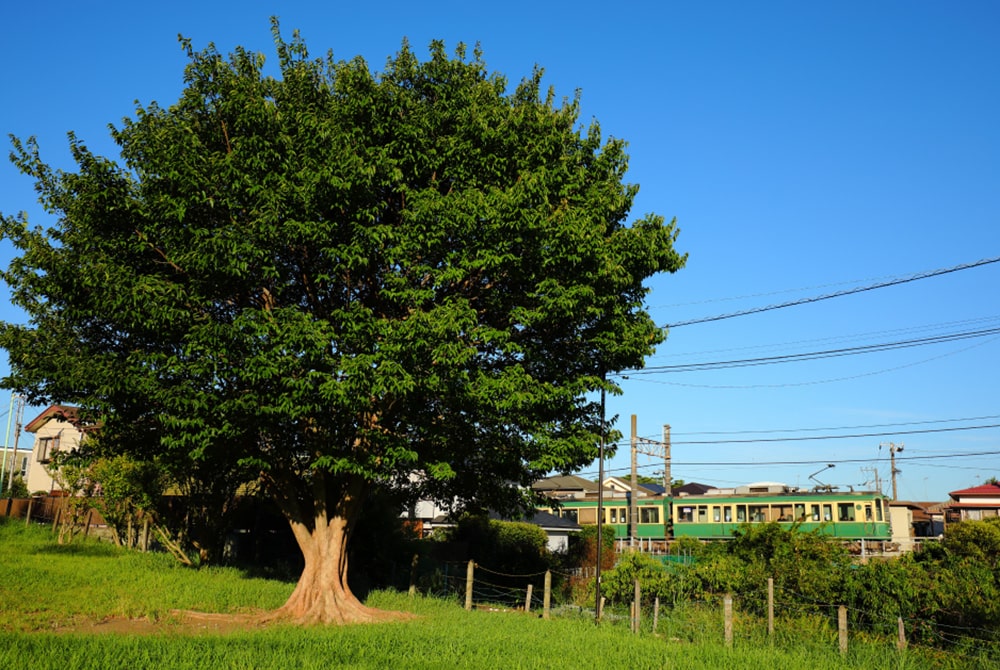 片瀬海岸